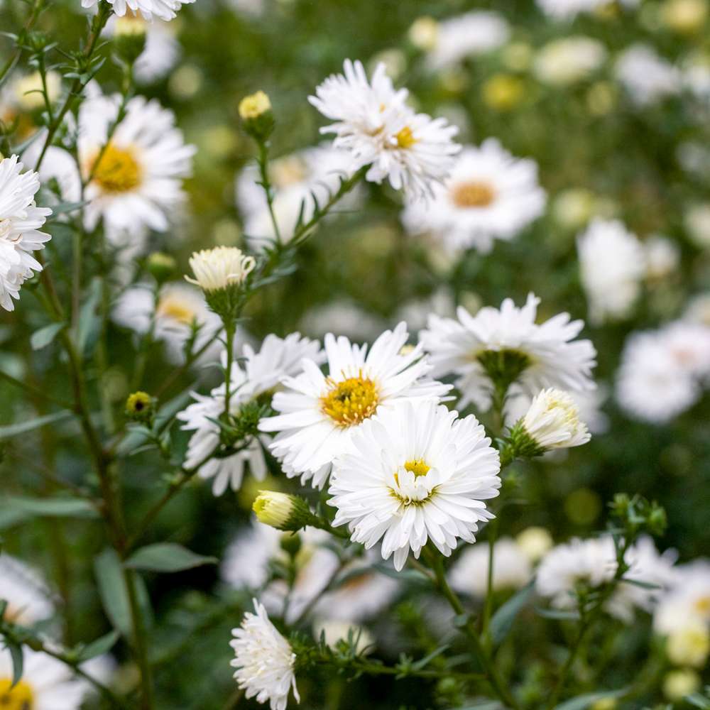 Asters 'White Ladies'